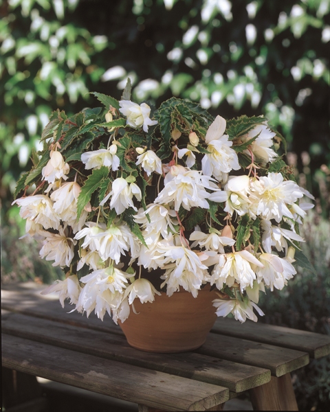 image Begonia Funky White (169)- бегония каскадна бяла